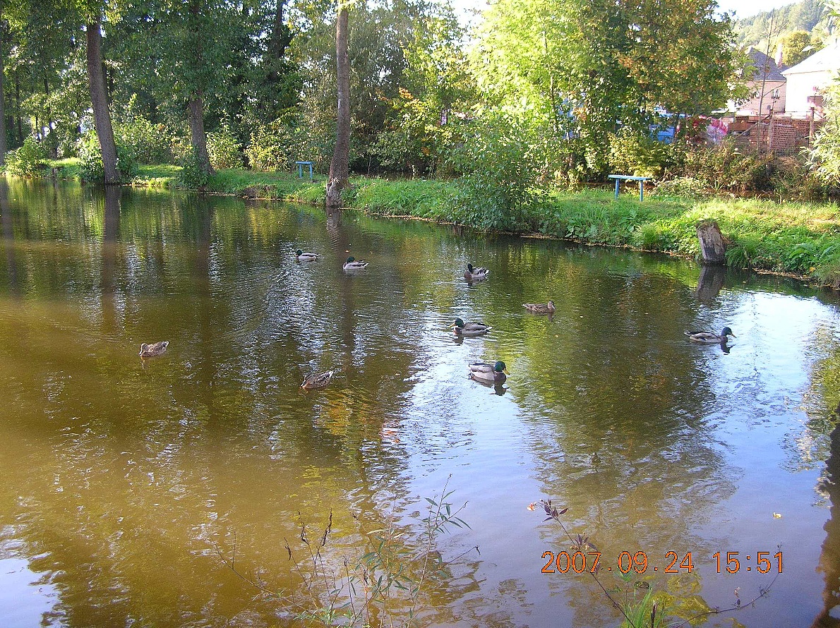 Kachny na rybníku.jpg
